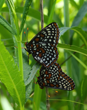 Baltimore Checkerspot
mating pair